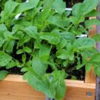 Biologische Rucola Sla Zaden Zaad, Ophalen, Gehele jaar, Volle zon, Zaad
