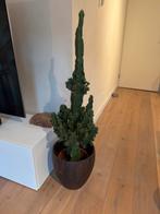 Cactus 120 cm, Ophalen of Verzenden, Cactus