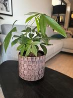 Pachira in mooie bloempot, Ophalen, Minder dan 100 cm