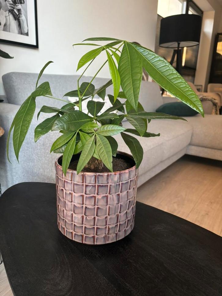 Pachira in mooie bloempot, Huis en Inrichting, Kamerplanten, Minder dan 100 cm, Ophalen