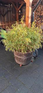 Mooie palm en bamboe in wijnton, Tuin en Terras, Vaste plant, Bloeit niet, Halfschaduw, Ophalen