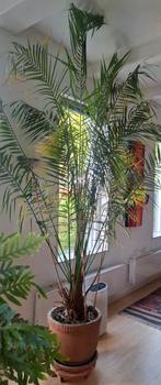 Ophalen....pracht palm, Huis en Inrichting, Kamerplanten, Ophalen of Verzenden, Halfschaduw