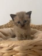 Britse korthaar bleupoint Kruising Europese Korthaar, Dieren en Toebehoren, Katten en Kittens | Raskatten | Korthaar, Geslacht onbekend