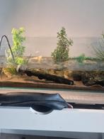 Aquarium 80 liter, Dieren en Toebehoren, Reptielen en Amfibieën | Toebehoren, Ophalen, Gebruikt, Terrarium of Paludarium