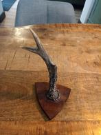 Klein gewei van 15 cm, Huis en Inrichting, Woonaccessoires | Overige, Ophalen, Gebruikt