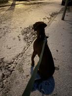 Rhodesian ridgeback pup zoekt een fijn thuis, Dieren en Toebehoren, Honden | Niet-rashonden, 15 weken tot 1 jaar, Reu, Groot, Eén hond