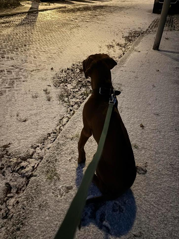 Rhodesian ridgeback pup zoekt een fijn thuis, Dieren en Toebehoren, Honden | Niet-rashonden, Groot, Reu, Particulier, Eén hond