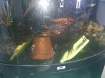 AQUARIUM, Ophalen, Gebruikt, Gevuld zoetwateraquarium