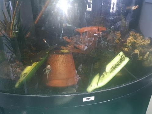AQUARIUM, Dieren en Toebehoren, Vissen | Aquaria en Toebehoren, Gebruikt, Gevuld zoetwateraquarium, Ophalen