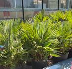 Chamerops vulcano palm winterhard., Ophalen, Volle zon, Palmboom, Minder dan 100 cm