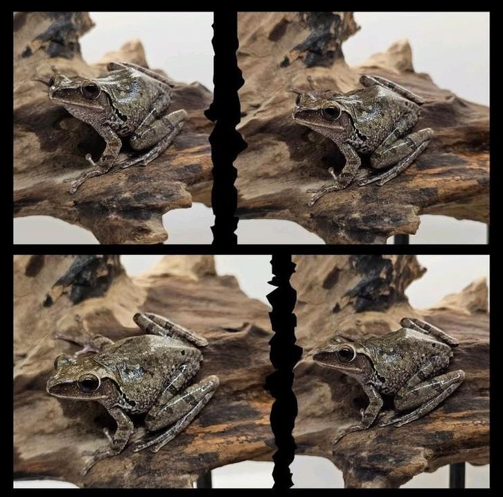 Polypedates leucomystax - witsnorboomkikker