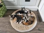 Mooi nestje kittens gechipt en 1ste inenting+ ontwormd, Dieren en Toebehoren, Katten en Kittens | Overige Katten, Meerdere dieren