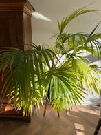 Grote Palm zoekt nieuw thuis!, Huis en Inrichting, 100 tot 150 cm, Palm, In pot, Groene kamerplant