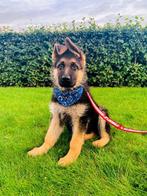Duitse herder pups met rechte rug, Dieren en Toebehoren, Honden | Herdershonden en Veedrijvers, België, Particulier, Rabiës (hondsdolheid)