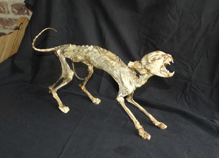 gemummificeerde kat, Antiek en Kunst, Curiosa en Brocante, Ophalen