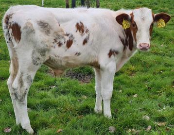 Pinkenstieren Roodbont en Black Angus  beschikbaar voor biedingen