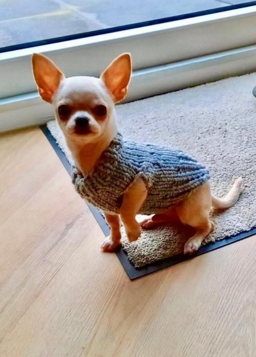 Hondentrui Handmade Chihuahua boomer Pom Pup York Naakthond, Dieren en Toebehoren, Hondenkleding, Nieuw, Hondentrui, Ophalen of Verzenden