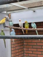 Halsband parkieten kweek 24 - 25, Dieren en Toebehoren, Vogels | Parkieten en Papegaaien, Meerdere dieren, Parkiet, Geringd