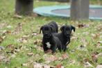 Unieke Labrador pups met stamboom, Dieren en Toebehoren, Nederland, Overige rassen, CDV (hondenziekte), 8 tot 15 weken
