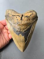 Megalodon Tand - USA - 15,2cm, Ophalen of Verzenden, Fossiel
