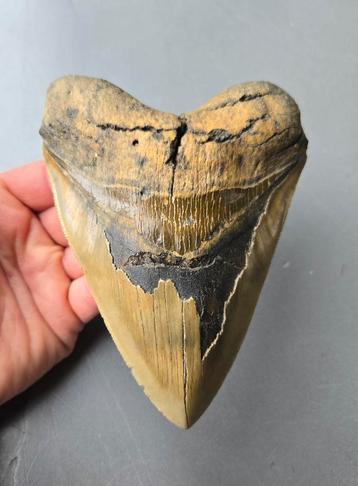 Megalodon Tand - USA - 15,2cm beschikbaar voor biedingen