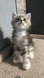Maine Coon kittens klaar voor vertrek, Dieren en Toebehoren, Katten en Kittens | Raskatten | Korthaar, Meerdere dieren, Ontwormd