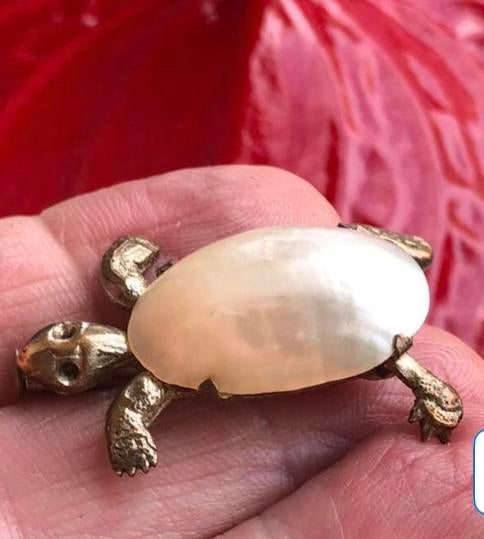 Antieke Schildpad Broche Victoriaans Schelp Schitterend️, Overige materialen, 4 tot 7 cm, Gebruikt, Wit