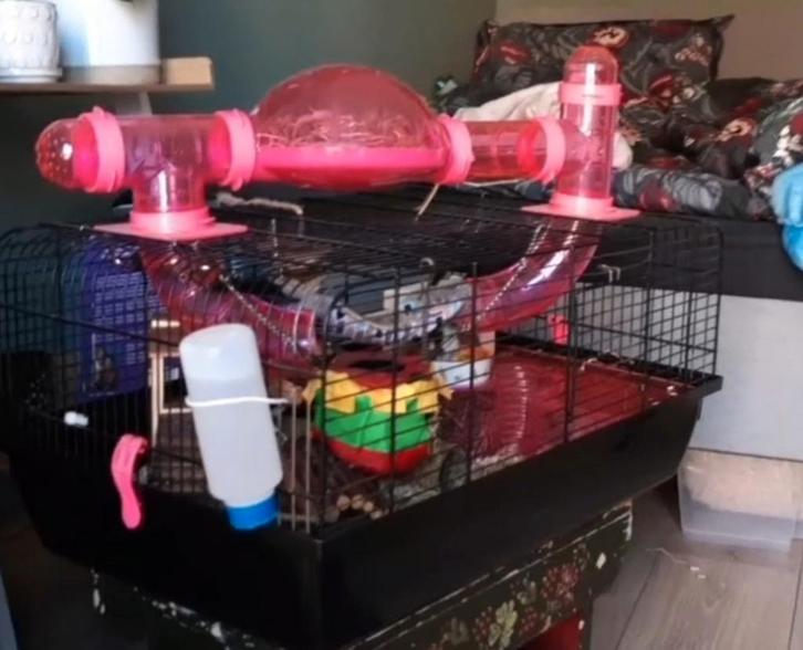 Hamsterkooi of muizenkooi, Dieren en Toebehoren, Knaagdieren en Konijnen | Hokken en Kooien, Gebruikt, Kooi, Minder dan 60 cm