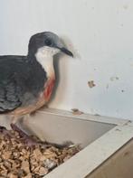 Dolksteekduif van 2025, Dieren en Toebehoren, Vogels | Duiven