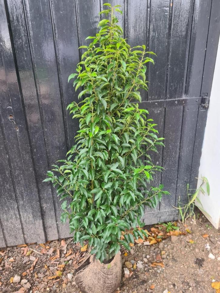 Portugese laurier haagplanten maat 125-150 cm, Tuin en Terras, Planten | Struiken en Hagen, Haag, Laurier, 100 tot 250 cm, Ophalen of Verzenden