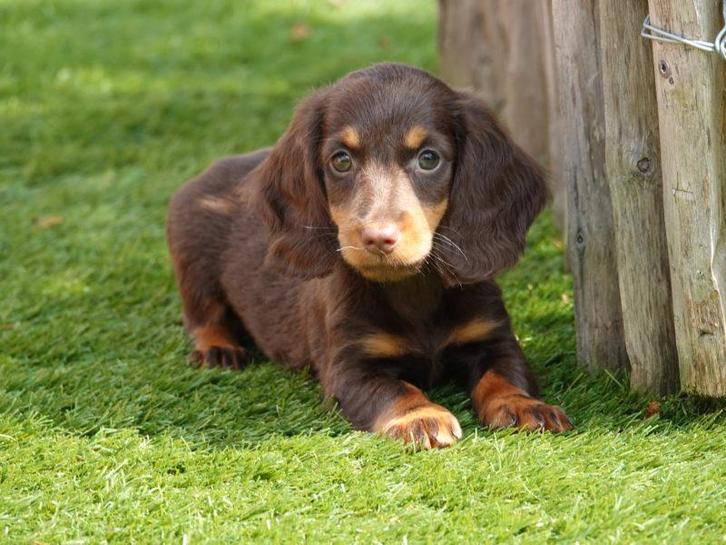 Gezocht langharige dwerg teckel, Dieren en Toebehoren, Honden | Teckels en Dashonden, Teef, Langhaar, Dwerg, Particulier, Eén hond