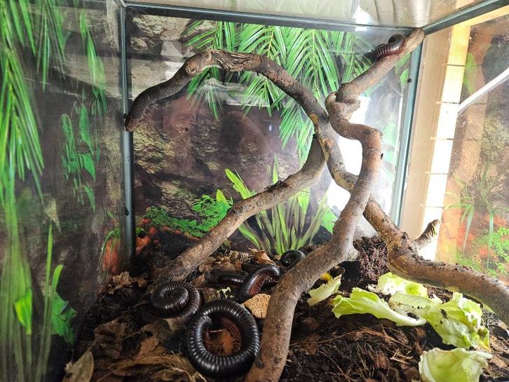 Archispirostreptus gigas Afrikaanse reuzenmiljoenpoot, Dieren en Toebehoren, Insecten en Spinnen, Overige soorten