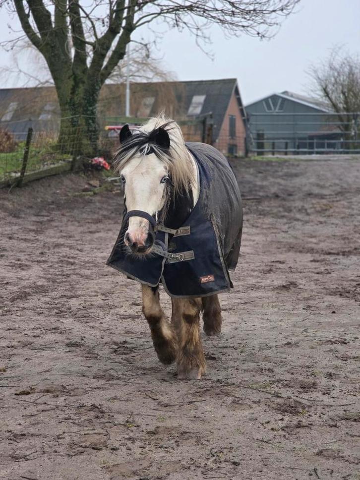 Hulp met inrijden/ doorrijden gezocht., Dieren en Toebehoren, Paarden en Pony's | Overige Paardenspullen, Overige soorten, Ophalen