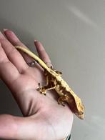 Wimpergekko man, Dieren en Toebehoren, Hagedis, Tam, 0 tot 2 jaar
