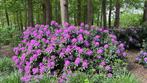 Rhododendrons catawbiense kleur paars, Tuin en Terras, Ophalen, Overige soorten, Volle zon