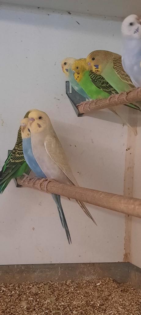 Te koop div parkieten, Dieren en Toebehoren, Vogels | Parkieten en Papegaaien, Parkiet, Meerdere dieren