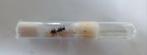 Camponotus cruentatus, Dieren en Toebehoren, Insecten en Spinnen, Overige soorten