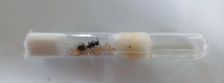 Camponotus cruentatus, Dieren en Toebehoren, Insecten en Spinnen, Overige soorten