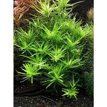 Diverse aquarium planten beschikbaar  beschikbaar voor biedingen