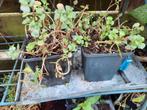 Sedum Spurium, roze bloei, Ophalen, Zomer, Overige soorten, Volle zon