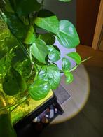 Epipremnum Aureum (Pothos), Dieren en Toebehoren, Ophalen of Verzenden, Nieuw, Plant(en), Steen of Hout