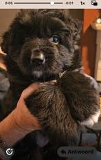 ZwarteLang stokhaar pup uit kynologishe ouders, CDV (hondenziekte), 8 tot 15 weken, Teef, Eén hond