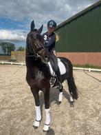 Mooie zwarte 4 jarige merrie, Merrie, Dressuurpaard, 3 tot 6 jaar