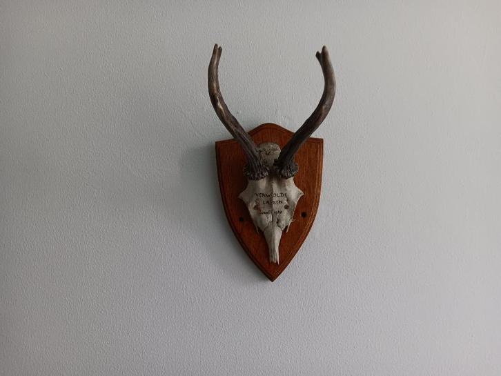 Verzamelobject Jachttrofee 1960 van Beuningen, Verzamelen, Dierenverzamelingen, Zo goed als nieuw, Gewei of Kop, Hert, Ophalen of Verzenden