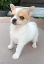Pomchi pups♡, Dieren en Toebehoren, Honden | Chihuahua's en Gezelschapshonden, 8 tot 15 weken, HCC (leverziekte), Meerdere, Meerdere dieren