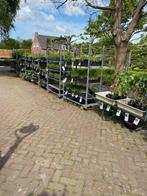 Roans tuinplanten: Genoeg variatie voor tuinen en borders, Vaste plant, Halfschaduw, Zomer, Ophalen