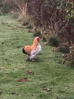 Cochin haantje (2025), Dieren en Toebehoren, Pluimvee, Mannelijk, Kip