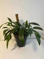 Epipremnum amplissimum, Huis en Inrichting, Kamerplanten, Ophalen, Overige soorten, Halfschaduw, In pot