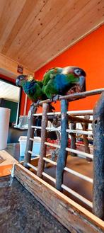 Koppel Blauwkeel parkieten, Meerdere dieren, Parkiet, Geringd