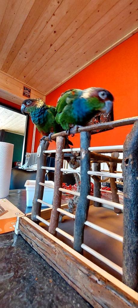 Koppel Blauwkeel parkieten, Dieren en Toebehoren, Vogels | Parkieten en Papegaaien, Parkiet, Meerdere dieren, Tam, Geringd